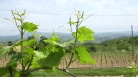 fotogramma del video Cultura: Gibelli, progetto Collio Unesco testimonia unità ...